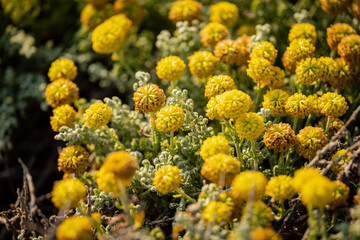 Everlasting flower, .Helichrysum stoechas (L.) Moench, cala Mitjana, Arta, Mallorca, Balearic Islands, Spain
