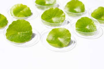 Fresh green centella asiatica leaves in petri dishes on white background.
