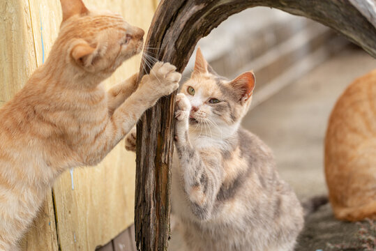 爪を研ぐ二匹の猫