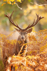 Un cerf élaphe dans une forêt pendant la période du brame © shocky