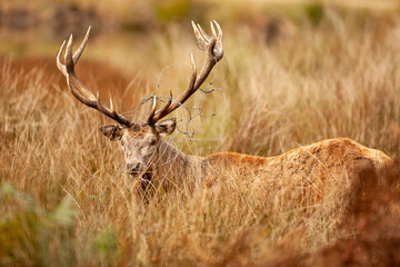 Naklejka premium Un cerf élaphe dans une forêt pendant la période du brame