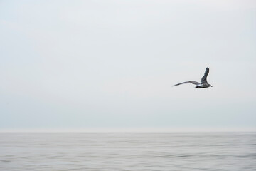 Fototapeta na wymiar flying seagull over sea in a minimal background