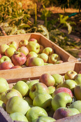 Ripe green apples in wooden box.
