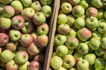 Apples in a box Outdoor. Sunny Background. Autumn Garden