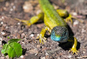 European green lizard in Latin Lacerta viridis