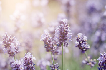 Pollination with bee and lavender with sunshine, sunny lavender.