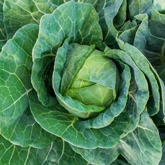 head of young green cabbage close-up.
