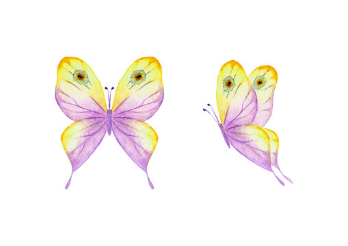 Watercolor botanical summer set of multicolor colorful butterflies