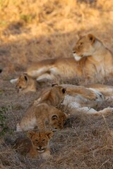 Naklejka premium Lion family living in Masai Mara, Kenya