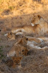 Fototapeta na wymiar Lion family living in Masai Mara, Kenya