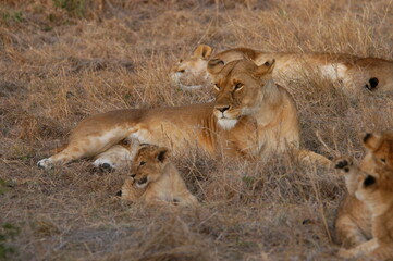 Fototapeta na wymiar Lion family living in Masai Mara, Kenya