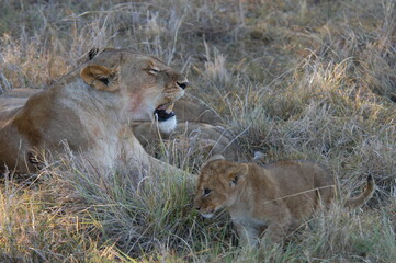 Naklejka premium Lion family living in Masai Mara, Kenya