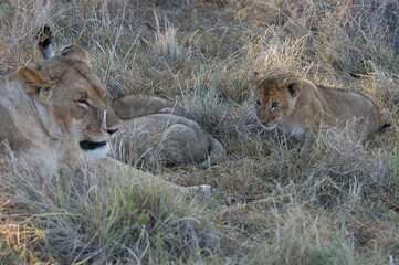 Lion family living in Masai Mara, Kenya
