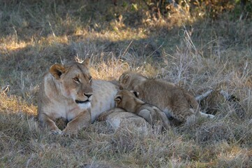 Obraz na płótnie Canvas Lion family living in Masai Mara, Kenya