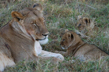 Obraz na płótnie Canvas Lion family living in Masai Mara, Kenya