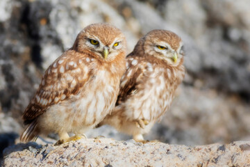 Little owl. Colorful nature background. Athene noctua.  