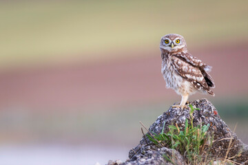 Little owl. Colorful nature background. Athene noctua.  