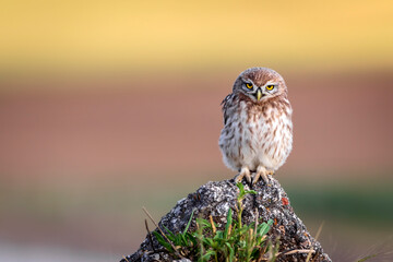 Little owl. Colorful nature background. Athene noctua.  
