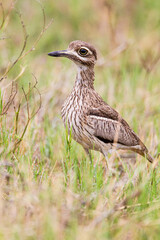 Water thick-knee walking around its nest on the ground in the Kruger Park
