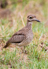 Water thick0knee walking around its nest on the ground in the Kruger Park