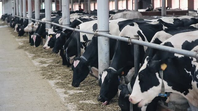  cows eat sillage on farm