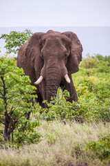 Fototapeta na wymiar Lone African elephant bull walks through the green savannah in the Kruger Park, South Africa 