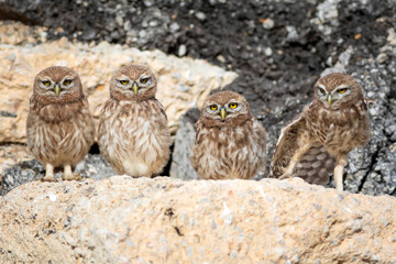 Little owl. Colorful nature background. Athene noctua.  
