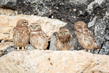 Little owl. Colorful nature background. Athene noctua.  