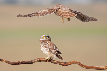 Little owl. Colorful nature background. Athene noctua.  
