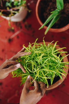 Close up of hands checking a lush green house plant. Balcony gardening, urban jungle concept with green and red complementary colors