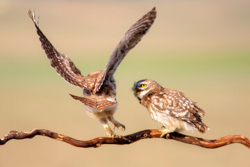 Little owl. Colorful nature background. Athene noctua.  