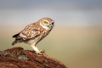 Little owl. Colorful nature background. Athene noctua.  