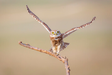 Little owl. Colorful nature background. Athene noctua.  