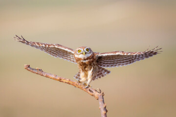 Little owl. Colorful nature background. Athene noctua.  