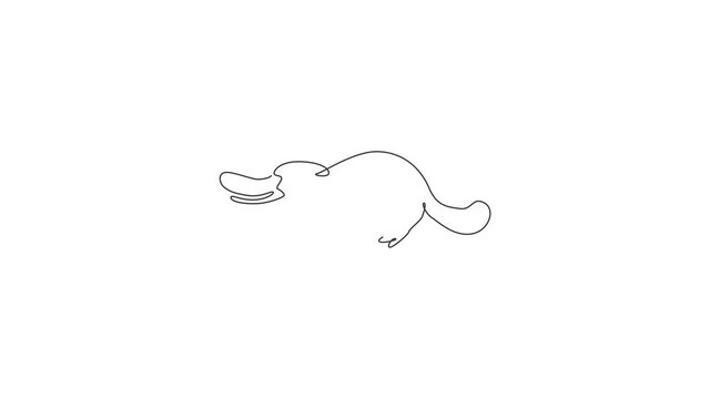 Animated self drawing of single continuous line draw funny adorable platypus for logo identity. Tasmanian mammal animal mascot concept for national zoo icon. Full length one line animation.