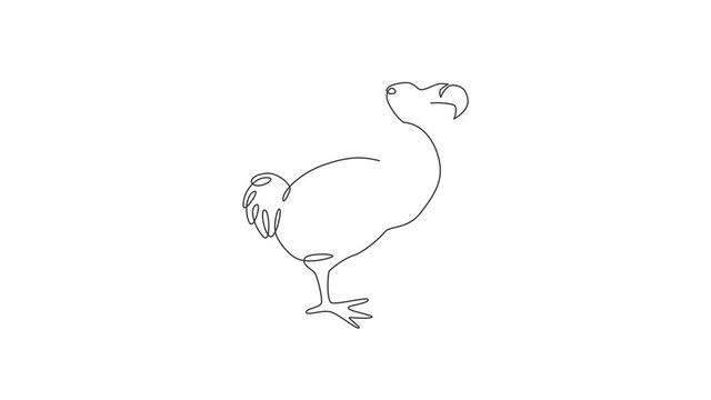 Animated self drawing of one continuous line draw cute funny dodo bird for logo identity. Extinct animal mascot concept for museum zoo icon. Full length single line animation illustration.
