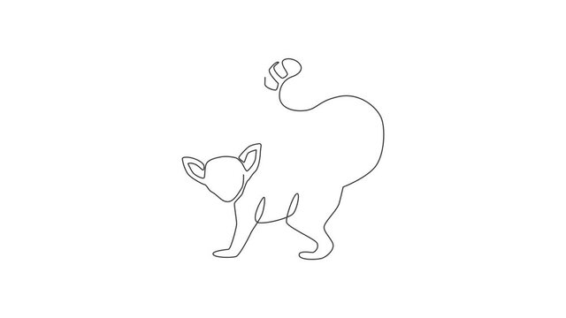 Animated self drawing of one continuous line draw cute lemur with long ring tailed for logo identity. Marsupial animal mascot concept for national zoo icon. Full length single line animation.