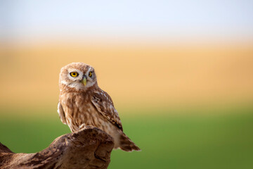 Little owl. Colorful nature background. Athene noctua.  