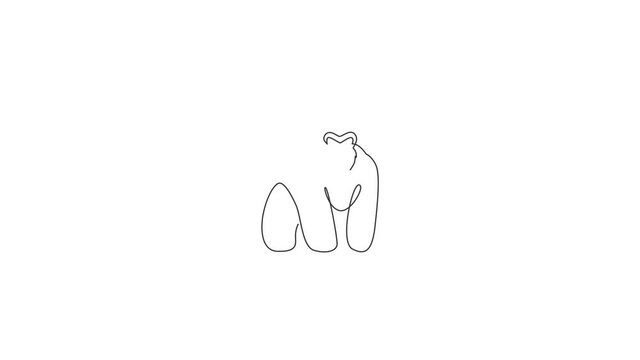 Animated self drawing of one continuous line draw gorilla for national park logo identity. Ape primate animal portrait mascot concept for conservation forest icon. Full length single line animation.