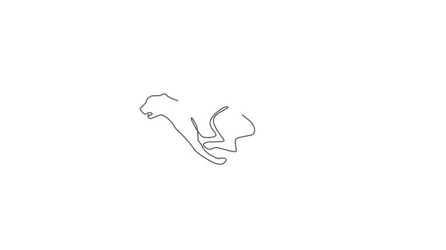 Animation of one line drawing of jump running cheetah for hunting club logo identity. Strong leopard mascot concept for conservation park icon. Continuous line self draw animated. Full length motion.