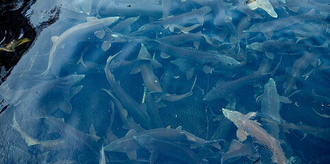 Fish farm for breeding sturgeon fry. Concept aquaculture pisciculture