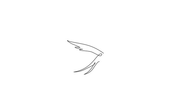 Animated self drawing of one continuous line draw luxury swallow for company logo identity. Cute bird mascot concept for organic food symbol. Full length single line animation illustration.