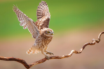 Little owl. Colorful nature background. Athene noctua.  