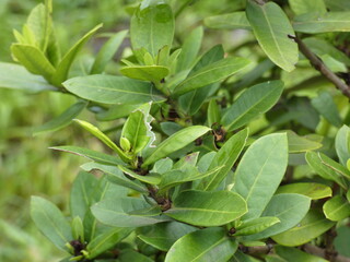 leaves in the garden