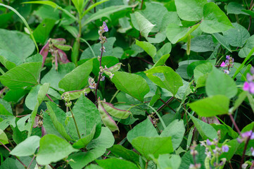 Lentils plants in growth at garden