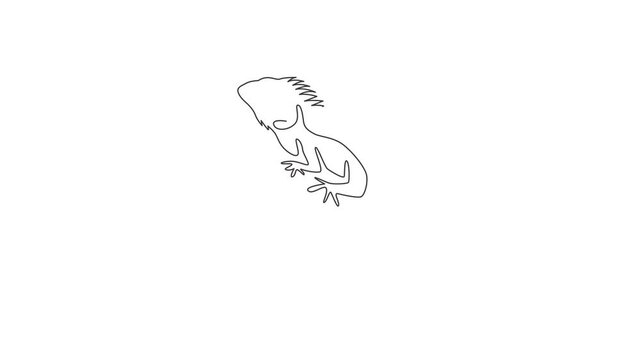 Animation of one single line drawing of exotic iguana for company logo identity. Cute reptilian animal mascot concept for pet lover society. Continuous line self draw animated. Full length motion.