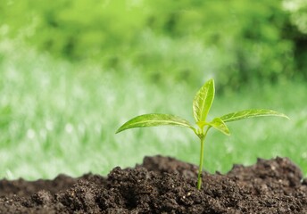 Small green trees on the soil in nature background