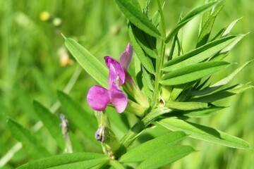 Pink visia sativa flowers in the meadow on natural green leaves background, closeup