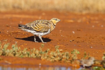  Pin-tailed sandgrouse (Pterocles alchata), female perched on wet ground.