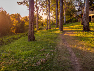 Afternoon Light Hitting Gum Trees near a Path